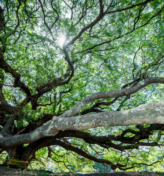 Giant Monkey Pod Tree