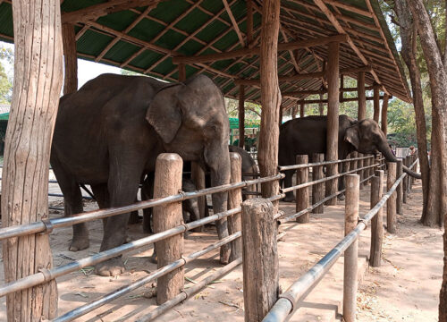 Taweechai Elephant Camp