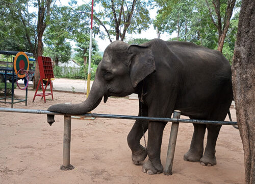 Taweechai Elephant Camp