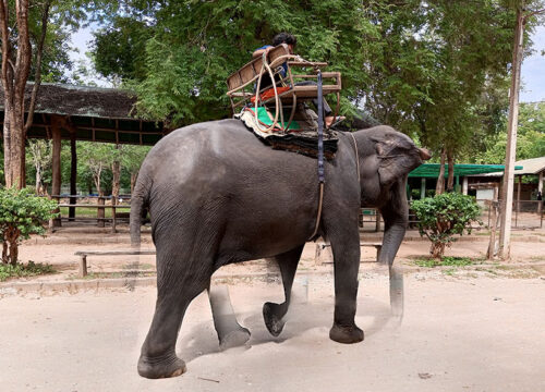 Taweechai Elephant Camp