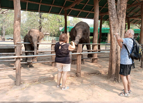 Taweechai Elephant Camp