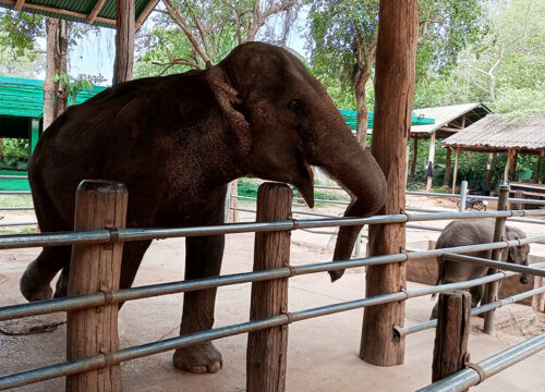 Taweechai Elephant Camp