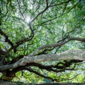 Giant Raintree (Monkey Pod Tree)