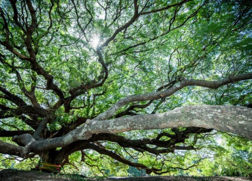 Giant Raintree or Giant Monkey Pod Tree