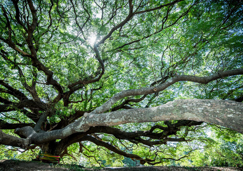 Giant Raintree (Monkey Pod Tree)