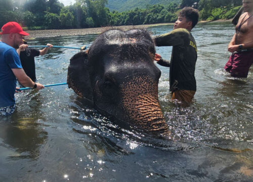 Elephants World Kanchanaburi