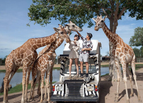 Safari Park Kanchanaburi (Open zoo)